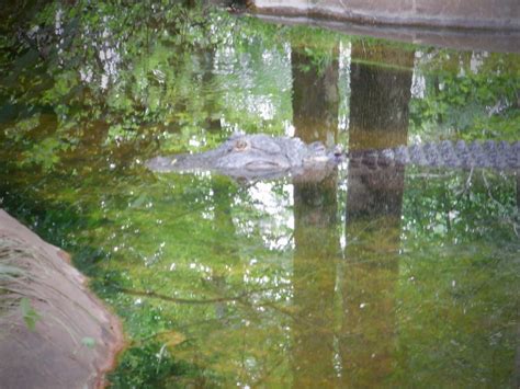 American Alligator At The North Carolina Zoo Zoochat