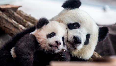 10 Weird And Interesting Facts About Pandas