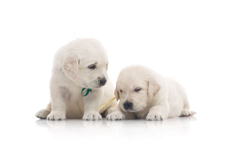 We are always updating our inventory with the best new pet products that you and your pet will love, so check back often to see what new products we are featuring on the site! 22 Beautiful Mini Golden Retriever Puppies | Puppy Photos