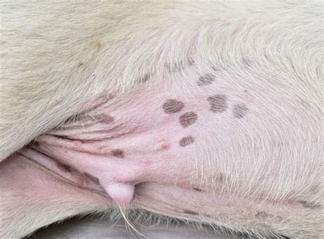 What Is The Black Spot On My Dogs Skin Essential Tips Keepingdog