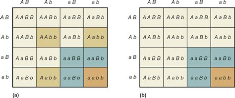 If you are working with two genes in a dihybrid cross, each of which has two alleles, your grid will have four. Mendelian Genetics: Patterns of Gene Transmission ...