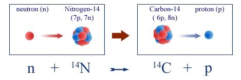 Specifically, there are two types of carbon found in organic materials: Why is Carbon-14 radioactive in nature? - Quora
