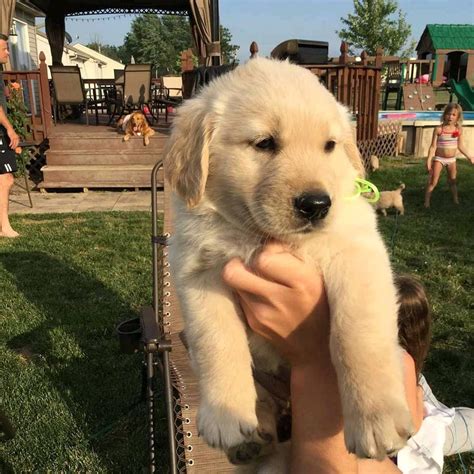 Their coat of gold is their trademark and. Golden Retriever, Golden Retriever puppies for Re-homing ...