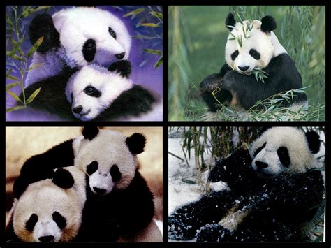 Panda Bear Collage Pandas Fan Art 34579931 Fanpop