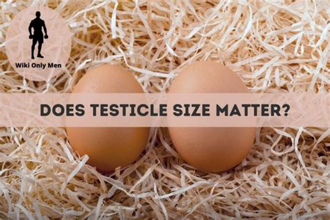 Does Testicle Size Matter Know Important Facts