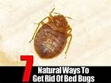 Pictures of Ways To Get Rid Of Bed Bugs