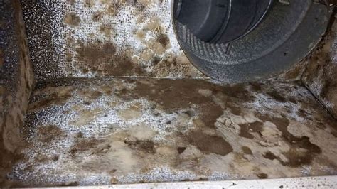 Mold In Heating And Air Conditioning Systems Hvac Mold Safe Inspections
