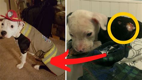 Firefighter Saves Burned Pit Bull Puppy From Fire Then Turns Him Into