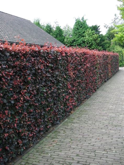 Buy Beech Hedge Plants Beech Hedging By Hopes Grove