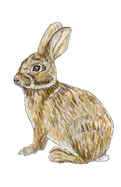 Greeting Card Eastern Cottontail Rabbit 5x7 Etsy