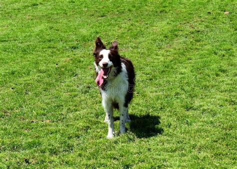 Lush Green Dog Park With Energetic Happy Dog Stock Image Image Of