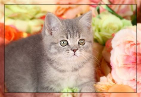 My adorable kittens persian flatface + british shorthair 1 month old. Exotic Short Hair Teacup Persian KittenUltra Rare Persian ...