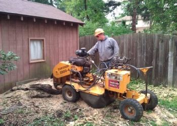 Maybe you would like to learn more about one of these? 3 Best Tree Services in Buffalo, NY - Expert Recommendations