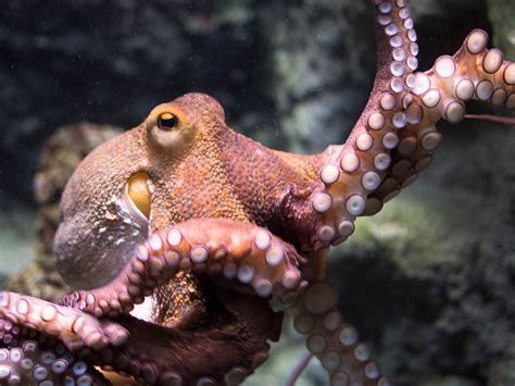 Octopus Beautiful Sea Creatures Deep Sea Creatures Octopus