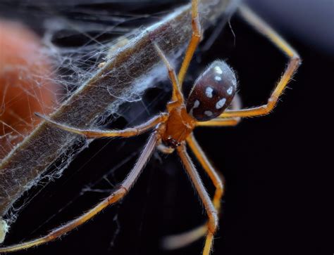 Latrodectus Bishopi Red Widow 4x With Canon Mp E Arachnoboards