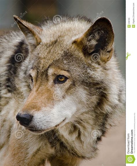 Download and use 500+ wolf stock photos for free. Wolf Royalty Free Stock Photo - Image: 236765