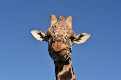 3840x2563 African Animal Close Up Face Giraffe Head Isolated
