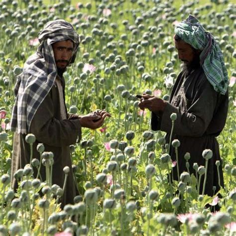 La oficina de la onu contra la droga y el delito (unodc) indicó que méxico se ha convertido en uno de los tres mayores productores de opio en el mundo junto con afganistán, myanmar, que en conjunto controlan el 96 por ciento de la producción global. Hasta 250 millones de personas consumen drogas en todo el ...
