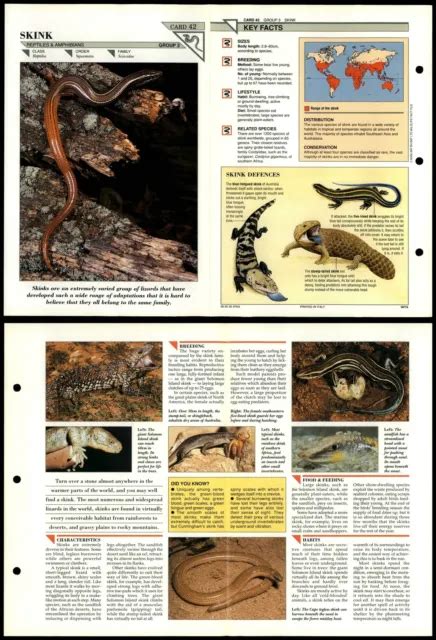 Skink 42 Reptiles Wildlife Fact File Fold Out Card 261 Picclick