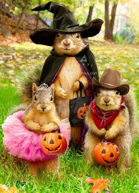 Halloween Cute Animal Pictures