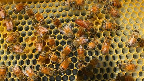 Watch How A Honey Bee Queen Lays Her Eggs Local Honey From St Augustine