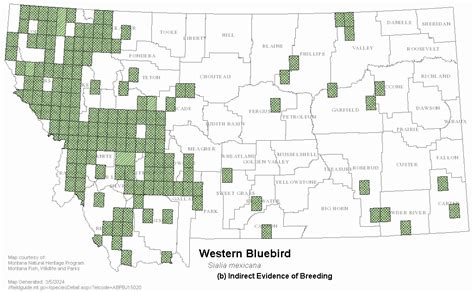 Western Bluebird Montana Field Guide