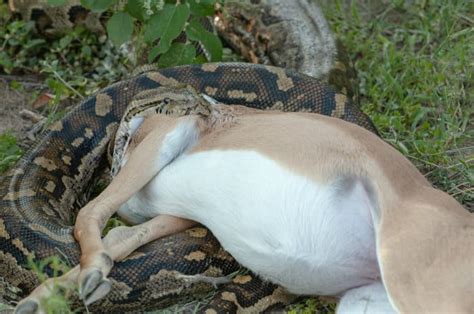 Hướng Dẫn Whats The Difference Between A Python And An Anaconda Sự