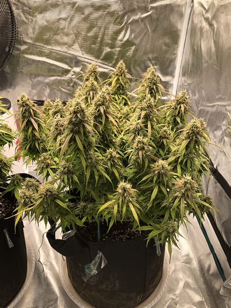 Original Sensible Seeds Gorilla Glue 4 Auto Grow Journal Week11 By