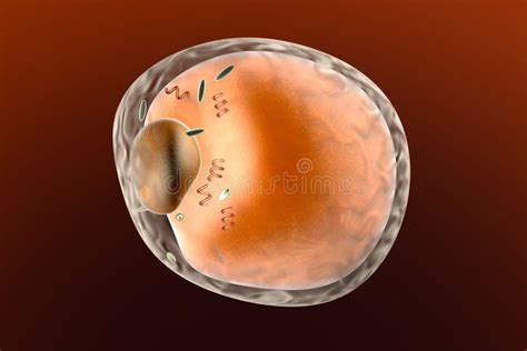 Fat Cell Stock Illustration Illustration Of Cells Cholesterol 41378628