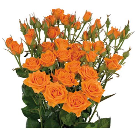 See more ideas about orange roses, rose, flowers. Wholesale Orange Spray Rose Flowers for Sale