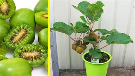 Mulailah dengan menanam tanaman buah dalam pot yang cepat berbuah seperti jeruk, jambu biji ataupun jenis buah yang anda sukai. 4 Cara Menanam Kiwi Di Pot - YouTube