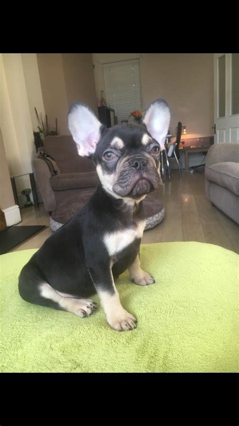 Chocolate Tan French Bulldog Puppy In Barry Vale Of Glamorgan Gumtree