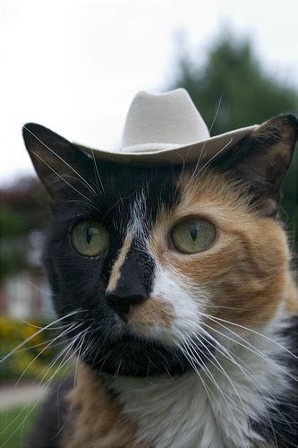 Caterville Howdy Partner Cats In Cowboy Hats