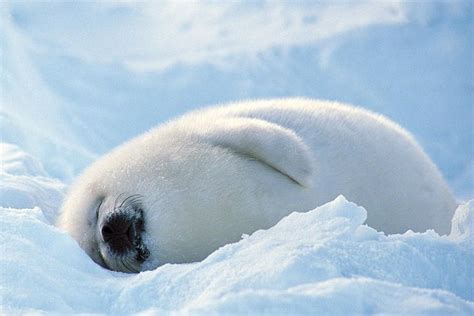 So Fluffy I Could Die Baby White Seal Blog Girlybubble Cute