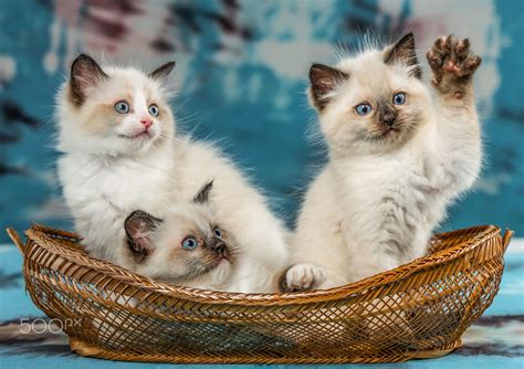 Three Cute Ragdoll Kittens Sitting In A Basket On A Colorful Background
