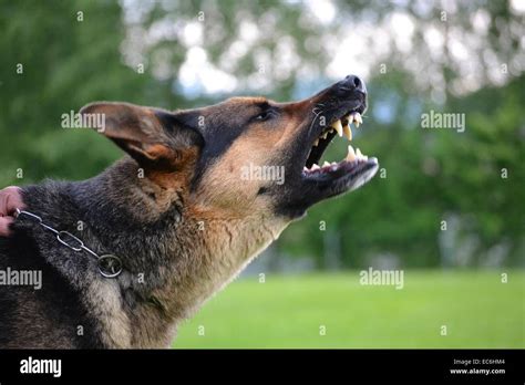 Profile Of Barking Shepherd Stock Photo Alamy