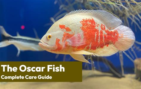 The Oscar Fish Complete Care Guide Learn The Aquarium