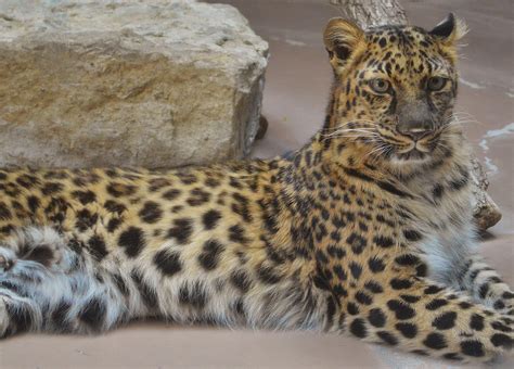 Amur Leopard By Vermilionbirdy On Deviantart