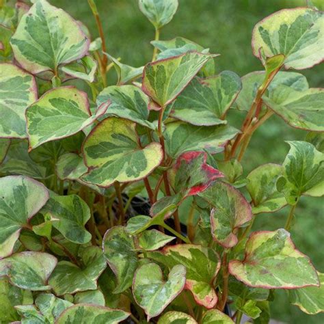 Covering your soil will thus not only benefit you and your plants, but by conserving water and preventing erosion, it will also promote environmental health. 14 Perennials That Thrive in Wet Soil | Perennials, Plants ...