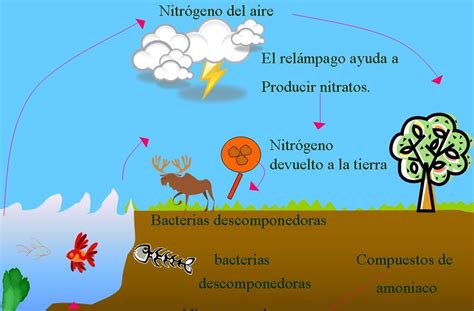 ciclos de la naturaleza Ciclo del Nitrógeno