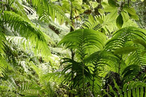 Jungle Leaves Stock Image Image Of Rainforest Abstract 52812595