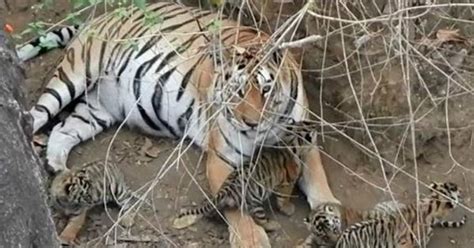 Supermom Tigress Gives Birth To New Cubs Delivering A Record