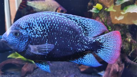 Vieja Zonatus Still Ruling The Tank For Now Rcichlid