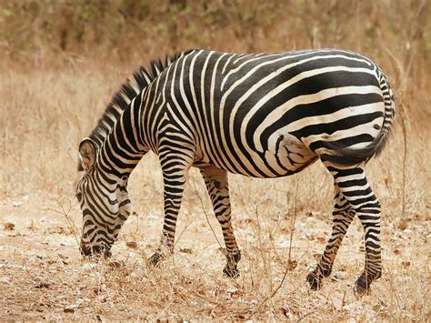 50 best images about Zebras Unusual on Pinterest | Africa, Animals and