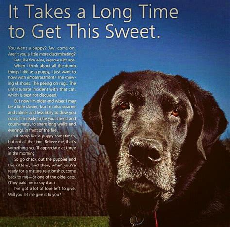 Why You Should Adopt An Older Dogthis Is Worth The Read Older