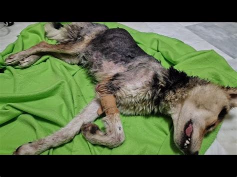 Rescue The Lost Dog What This Stray Dog Suffered Is Beyond Imagination