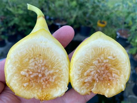Yellow Long Neck How To Grow Figs