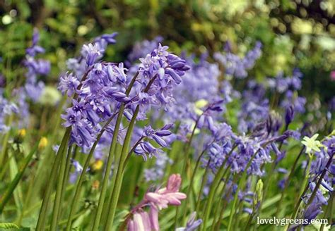 Bluebell Growing Tips Lovely Greens