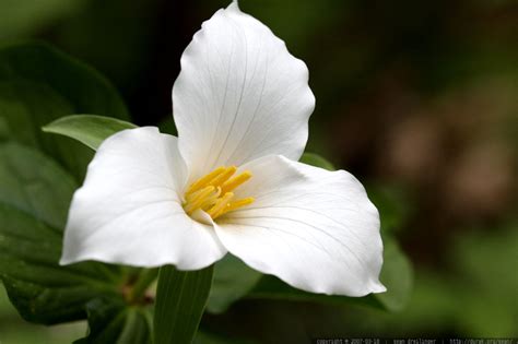 Make your space more sustainable with the latest information on industrial design and product design. Canada's Provincial Flowers - Flower Blog | Autumn garden ...