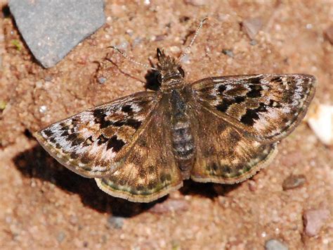 Mottled Duskywing —